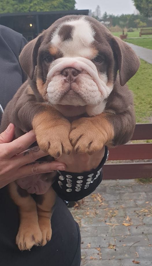 bouledogue anglais chocolat tricolore