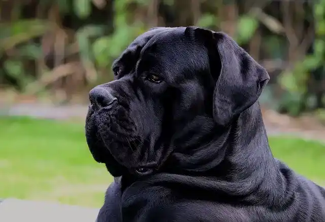 photo de chiot de la race Cane Corso