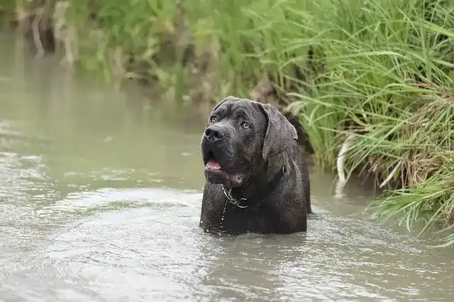 photo d'un chien adulte Cane Corso dans l'eau