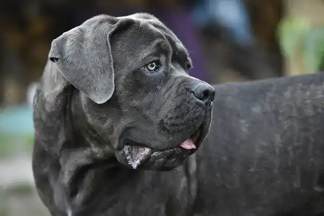 photo d'un chien adulte Cane Corso bleu bringé