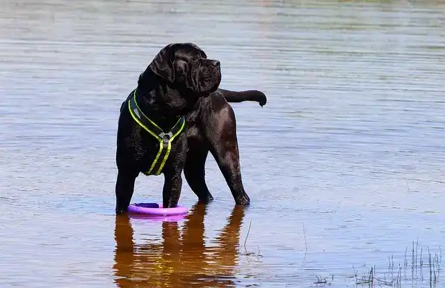 photo d'un chien adulte Cane Corso jouant avec un frisbee dans un lac