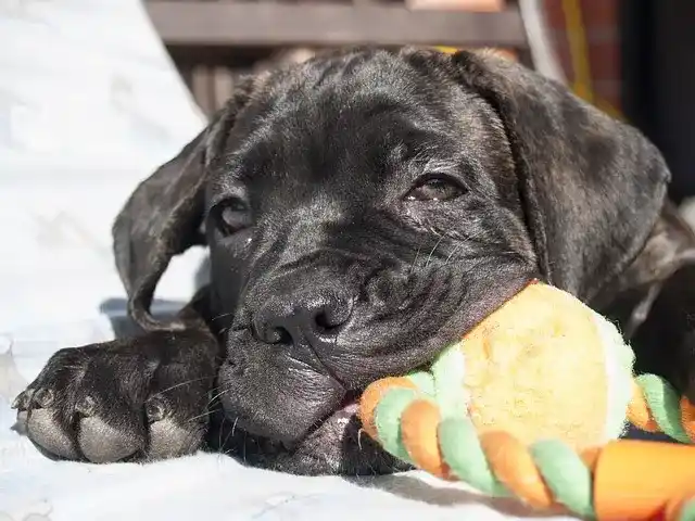 photo d'un chiot Cane Corso noir bringé jouant avec un jouet