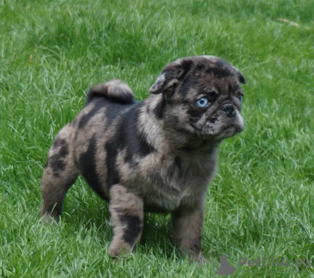 photo de chiot de la race carlin exotique