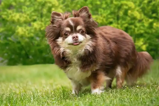 photo de chiot de la race Chihuahua