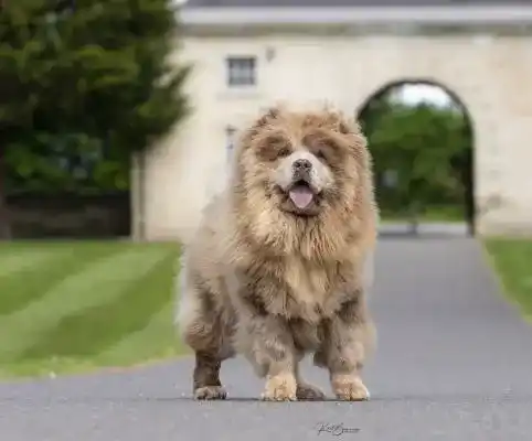 photo de chiot de la race Chow-Chow