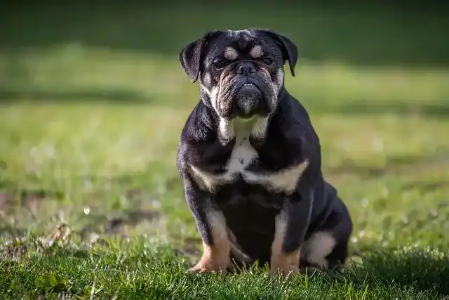 photo de chiot de la race Old English Bulldog