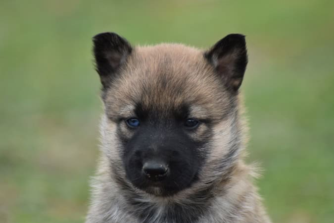 photo de chiot de la race belusky yeux vairons