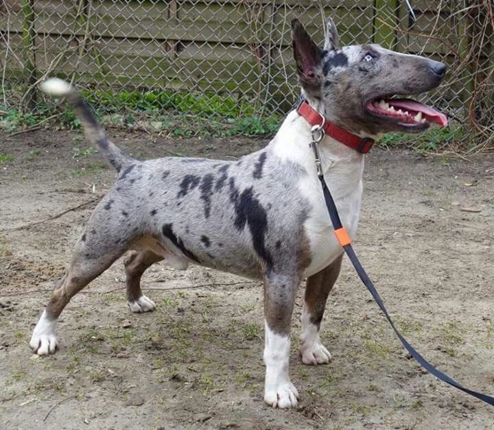 photo de chien de la race Mini Bull Terrier Exotique