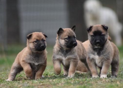 photo chiot race beluksy