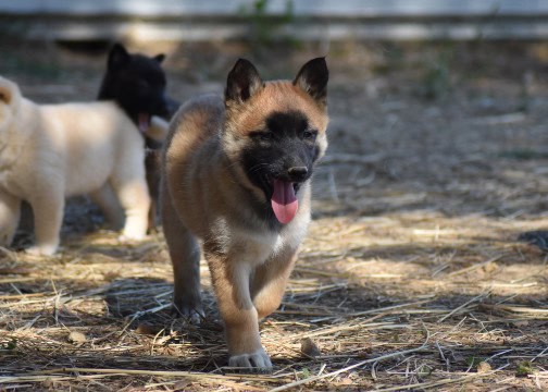 photo chiot race beluksy