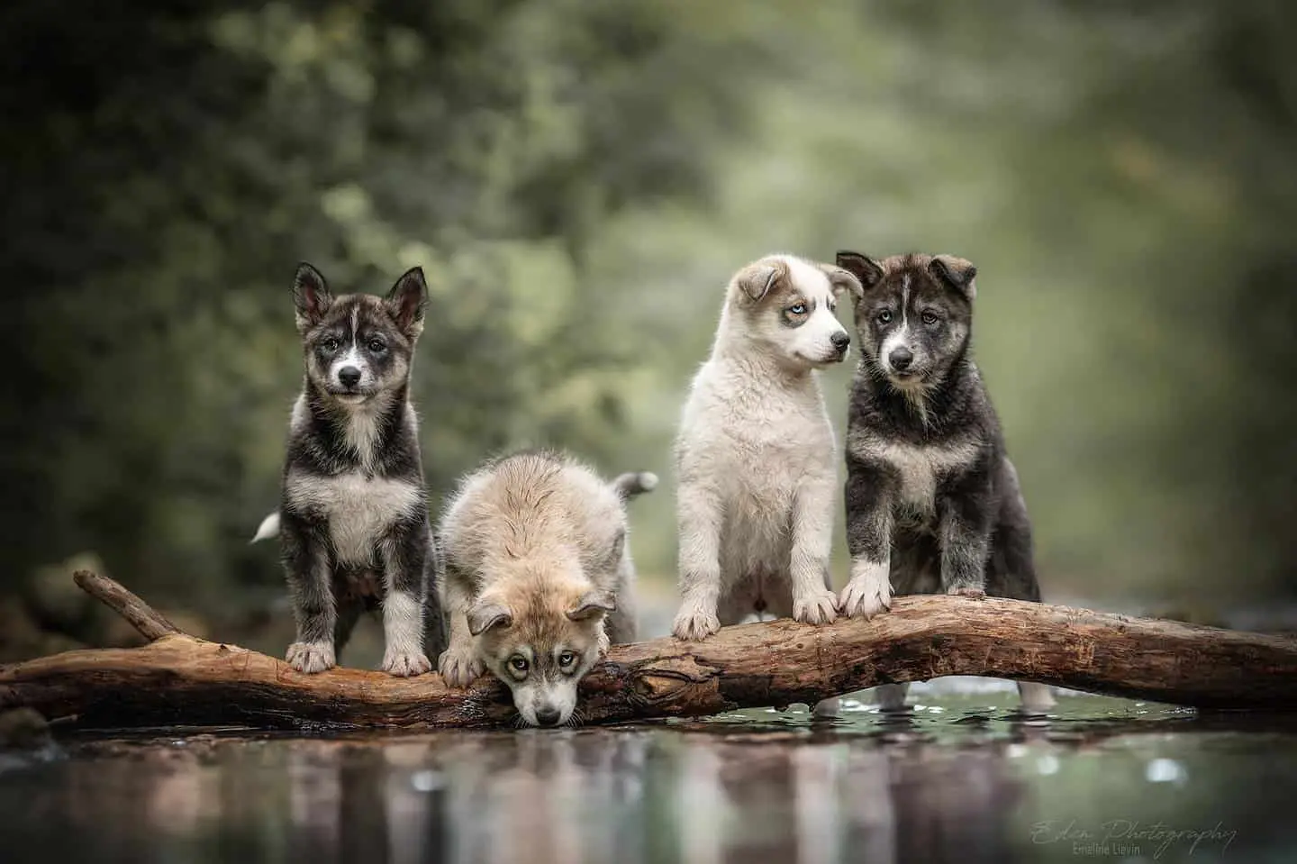 photo de chiot de la race Samsky